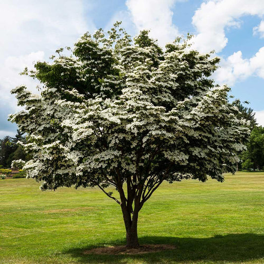 Cornus Kousa 'scarlet Fire' Single Stem - View 1 from www redcrocus com