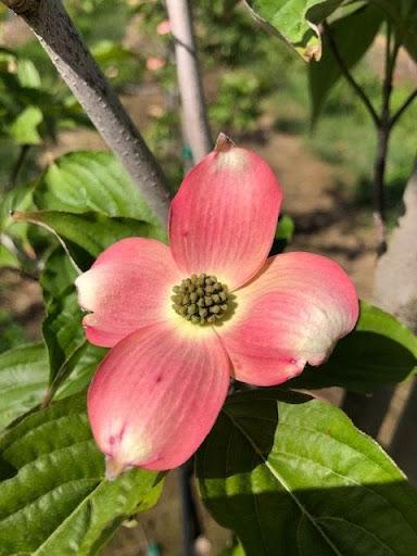 Cornus Rutgan 'stellar Pink' - View 11 from www redcrocus com