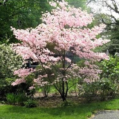 Cornus Rutgan 'stellar Pink' - View 12 from www redcrocus com