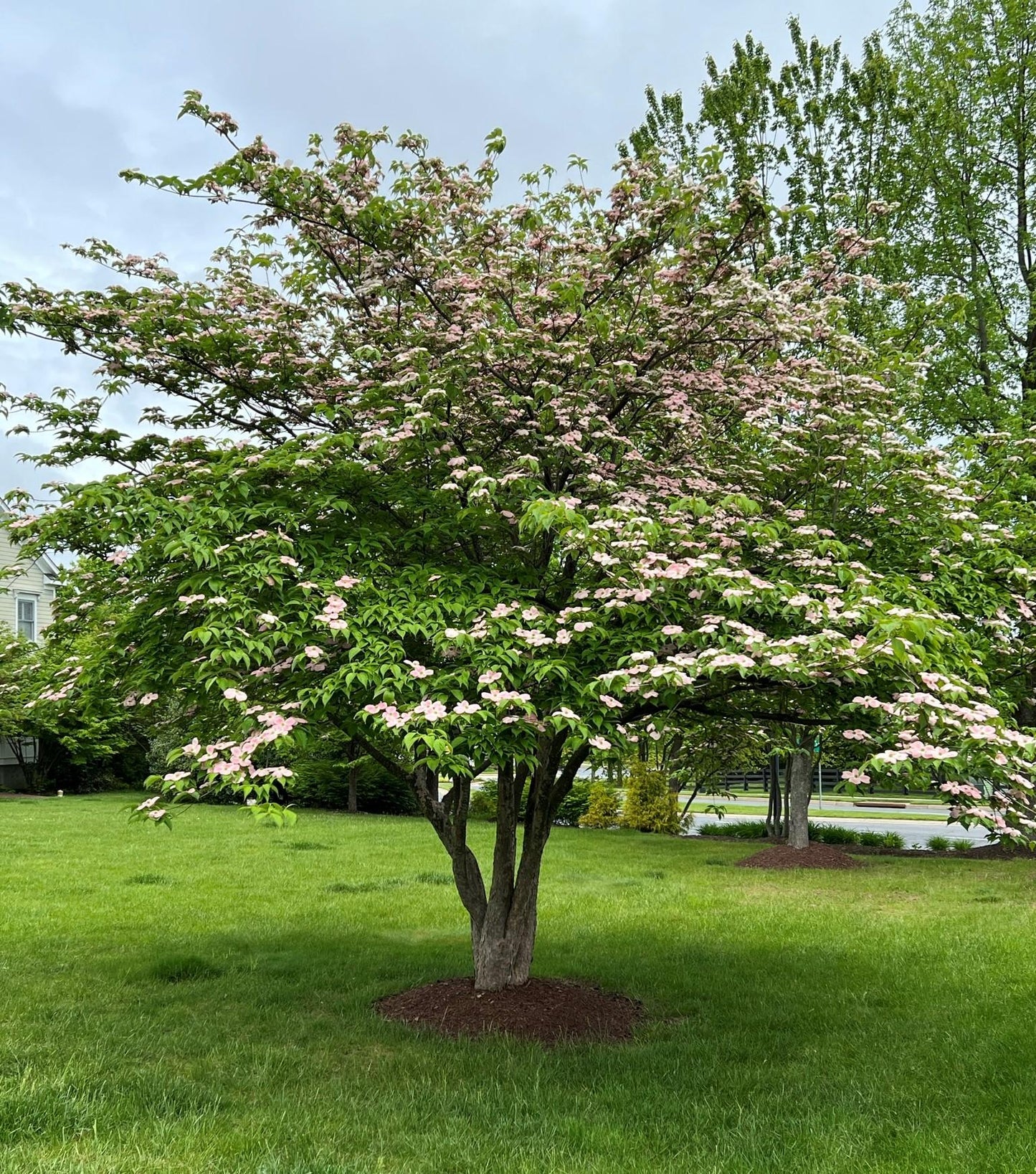 Cornus Rutgan 'stellar Pink' - View 14 from www redcrocus com