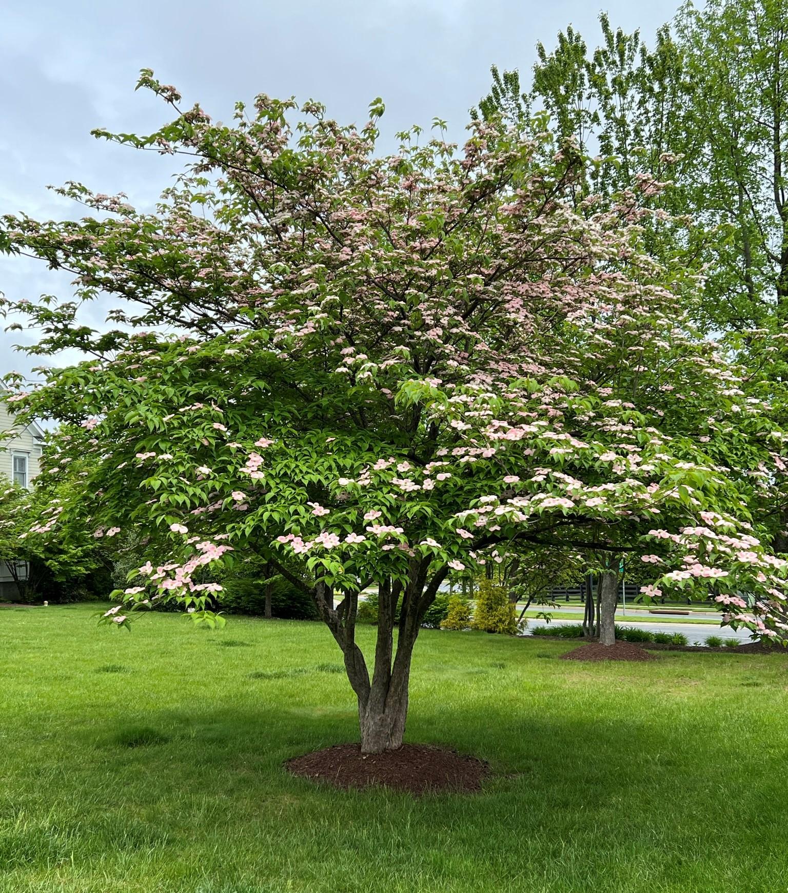 Cornus Rutgan 'stellar Pink' - View 14 from www redcrocus com