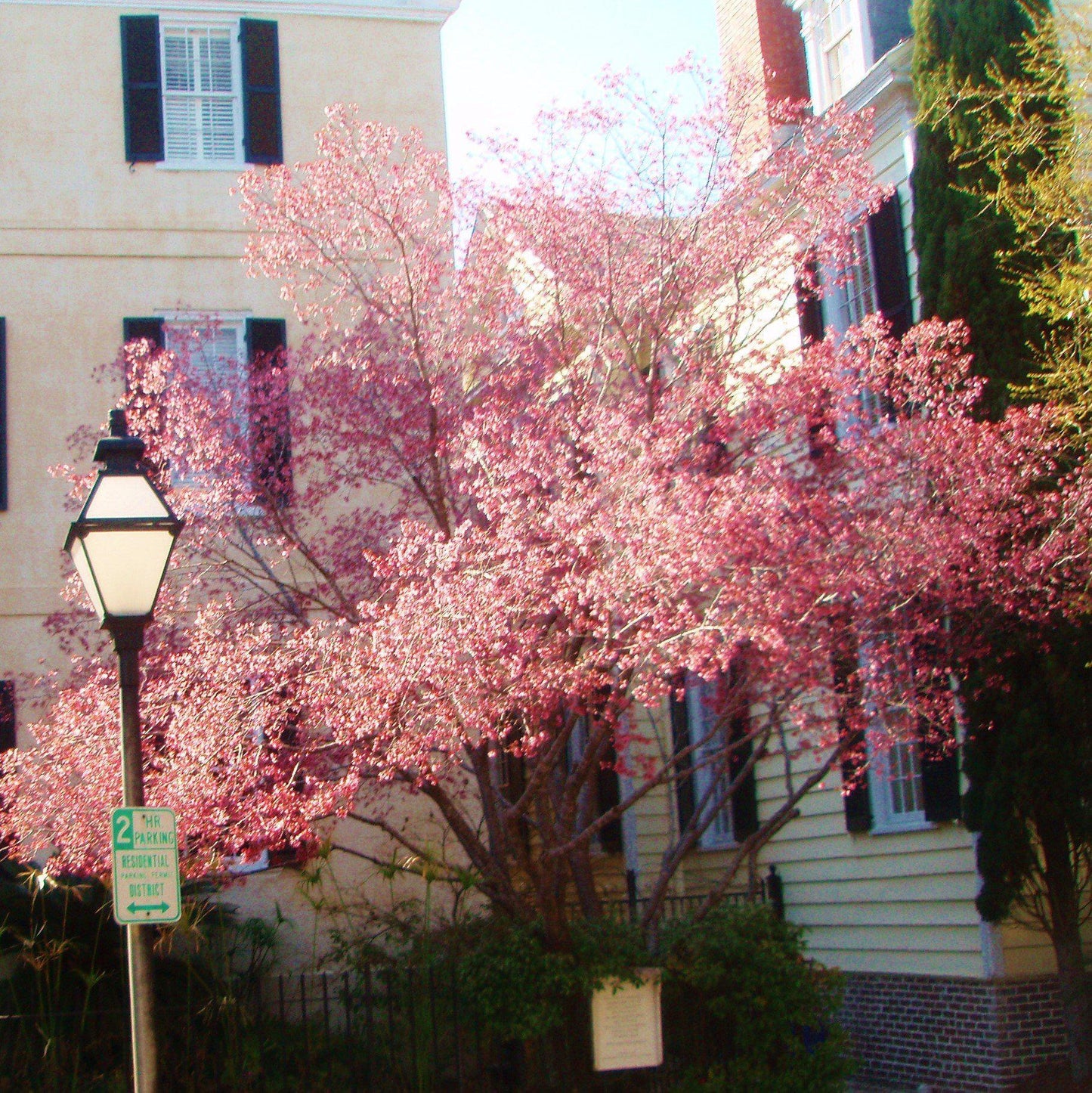 Cornus Rutgan 'stellar Pink' - View 15 from www redcrocus com