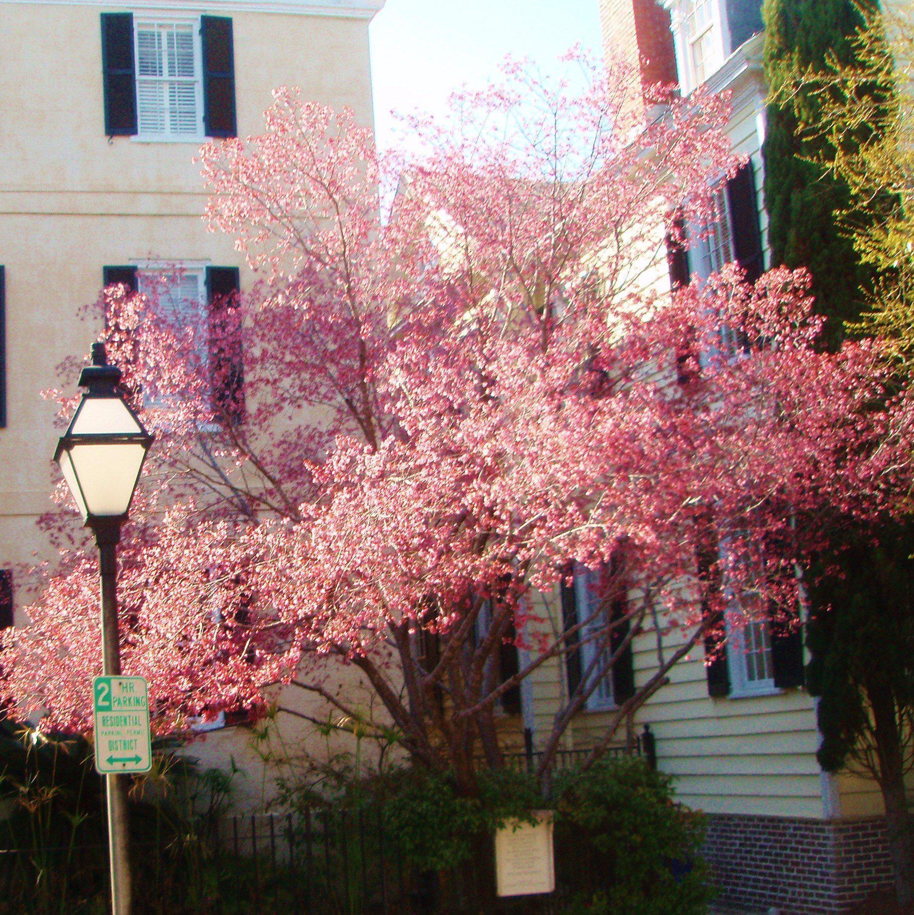 Cornus Rutgan 'stellar Pink' - View 15 from www redcrocus com