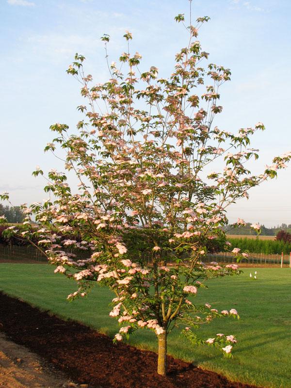 Cornus Rutgan 'stellar Pink' - View 16 from www redcrocus com