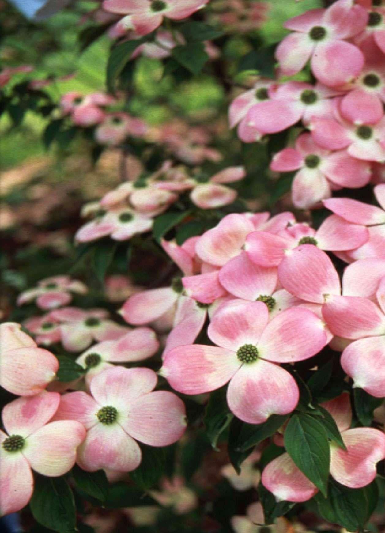 Cornus Rutgan 'stellar Pink' - View 18 from www redcrocus com