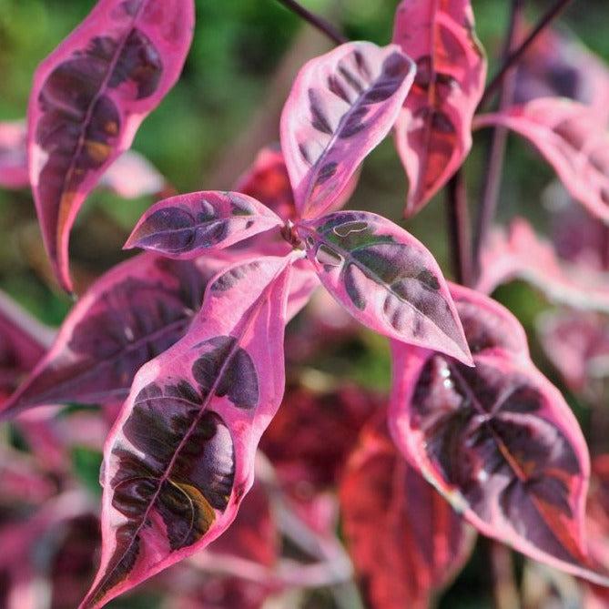 Cornus Rutgan 'stellar Pink' - View 19 from www redcrocus com