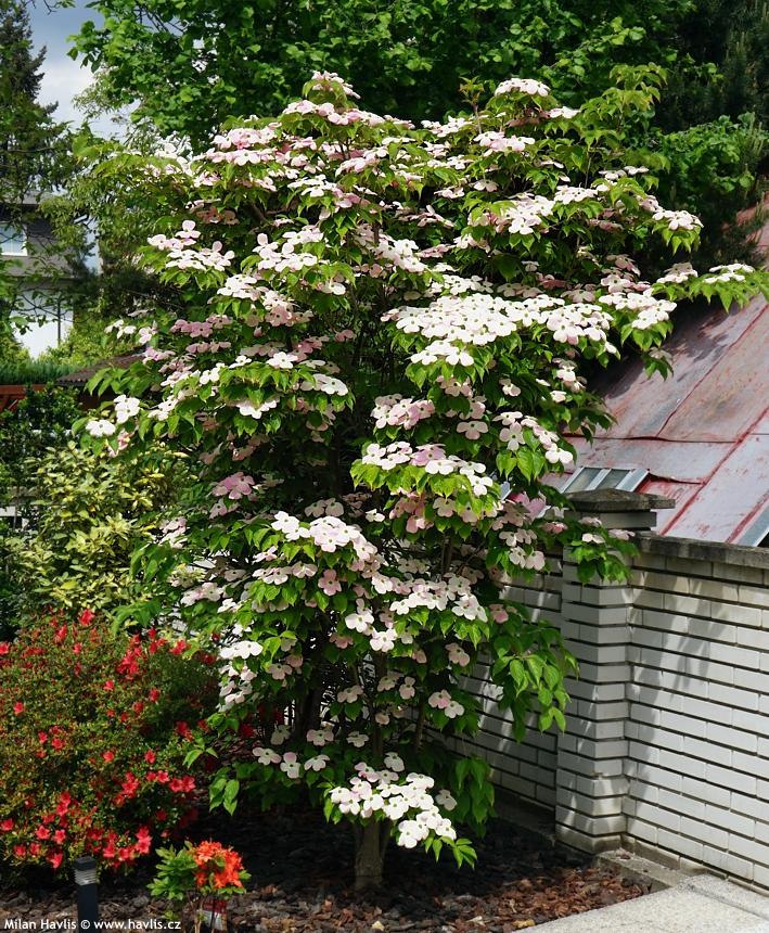 Cornus Rutgan 'stellar Pink' - View 20 from www redcrocus com