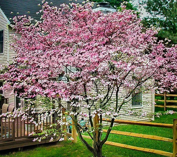 Cornus Rutgan 'stellar Pink' - View 23 from www redcrocus com