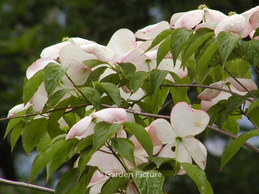 Cornus Rutgan 'stellar Pink' - View 24 from www redcrocus com