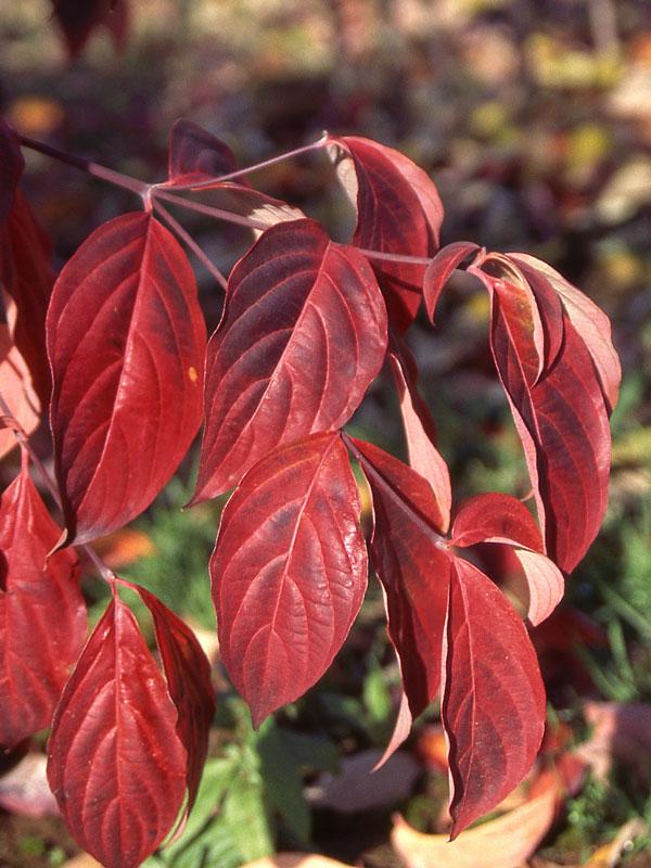 Cornus Rutgan 'stellar Pink' - View 25 from www redcrocus com