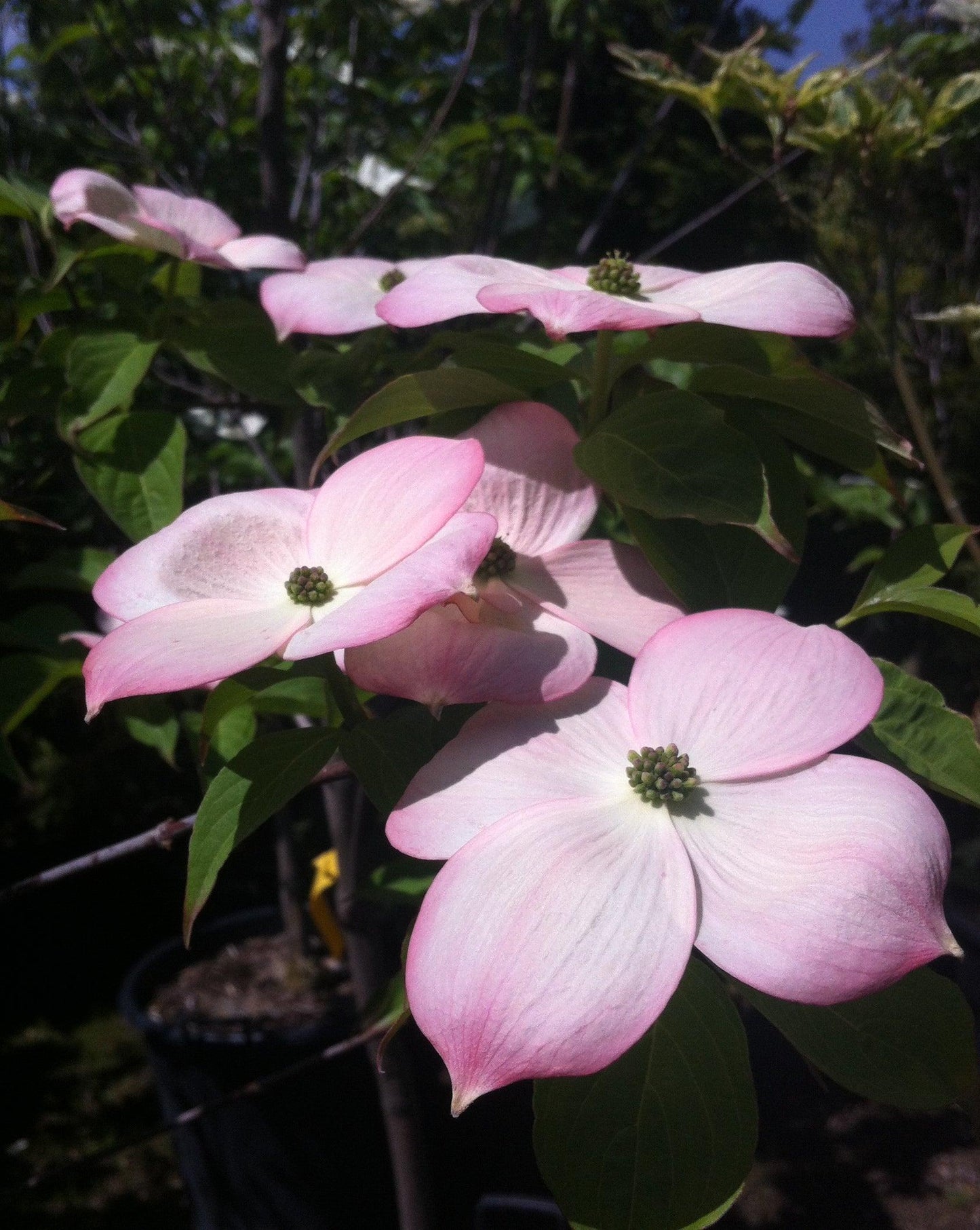 Cornus Rutgan 'stellar Pink' - View 27 from www redcrocus com