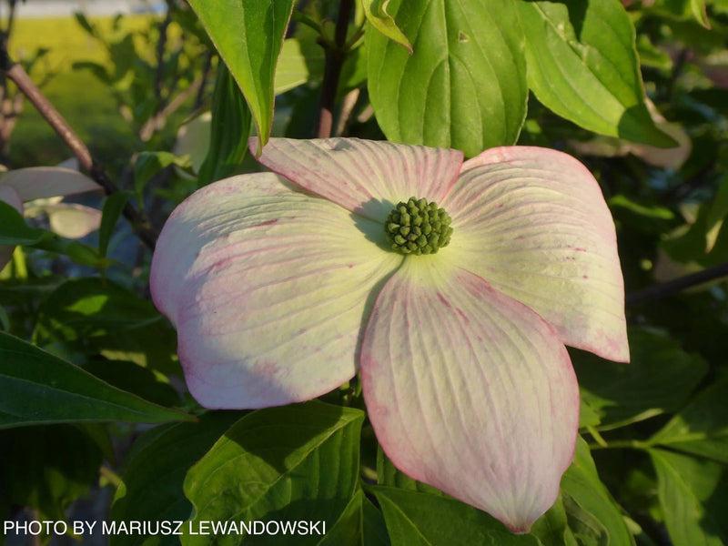 Cornus Rutgan 'stellar Pink' - View 30 from www redcrocus com
