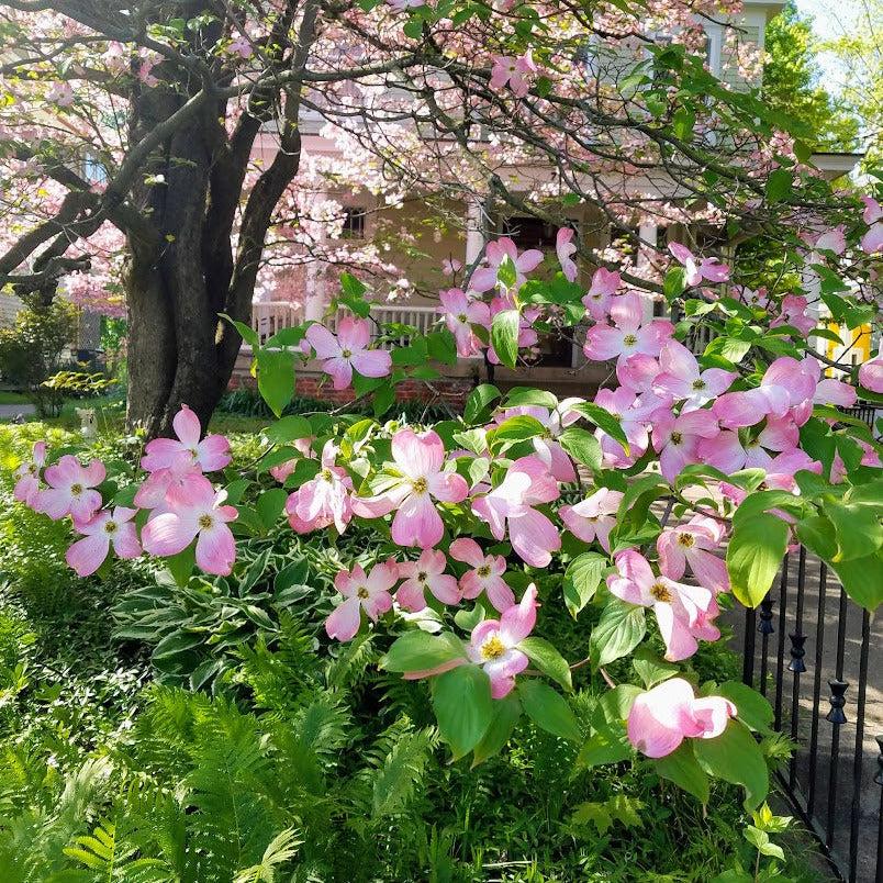 Cornus Rutgan 'stellar Pink' - View 31 from www redcrocus com