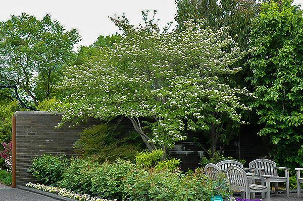 Cornus Rutgan 'stellar Pink' - View 33 from www redcrocus com