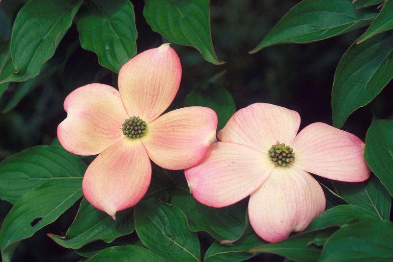 Cornus Rutgan 'stellar Pink' - View 35 from www redcrocus com