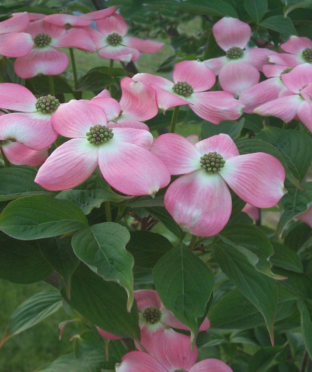 Cornus Rutgan 'stellar Pink' - View 4 from www redcrocus com