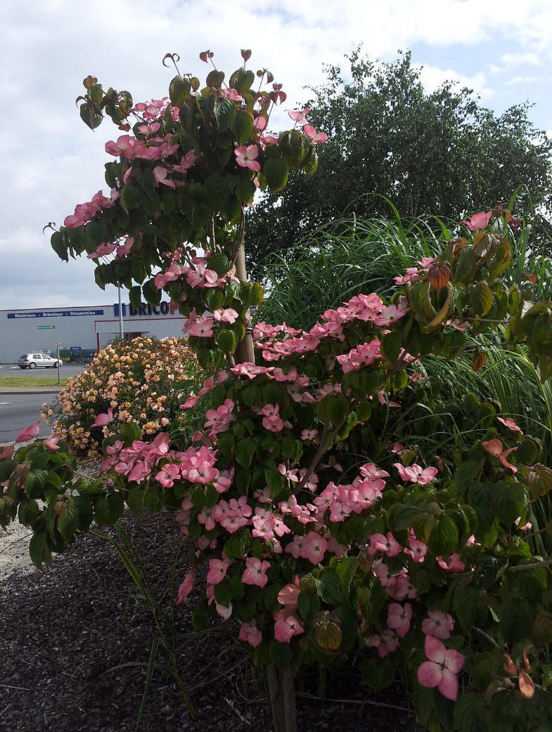 Cornus Rutgan 'stellar Pink' - View 8 from www redcrocus com