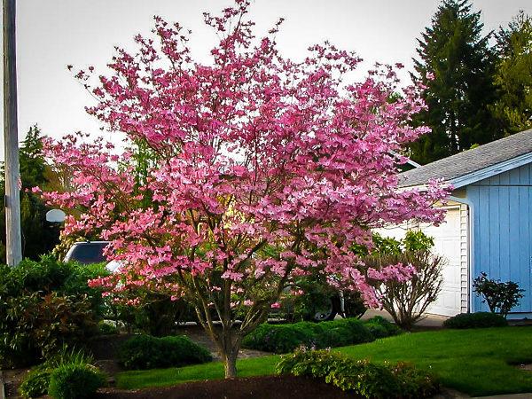 Cornus Rutgan 'stellar Pink' - View 9 from www redcrocus com