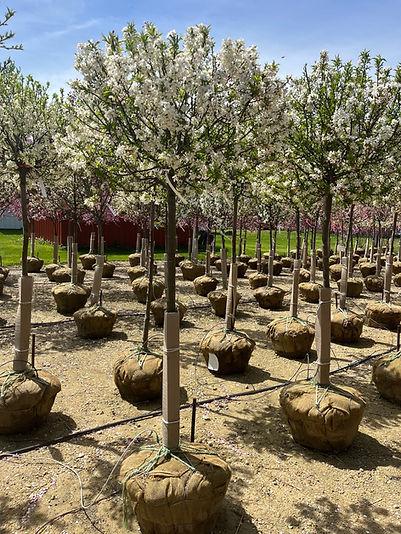 Malus 'sparkling Sprite' - View 14 from www redcrocus com