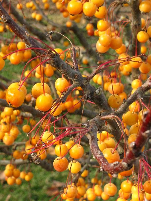 Malus 'sparkling Sprite' - View 17 from www redcrocus com