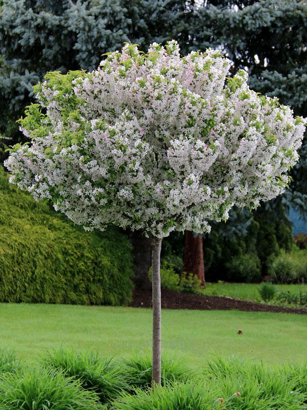 Malus 'sparkling Sprite' - View 1 from www redcrocus com