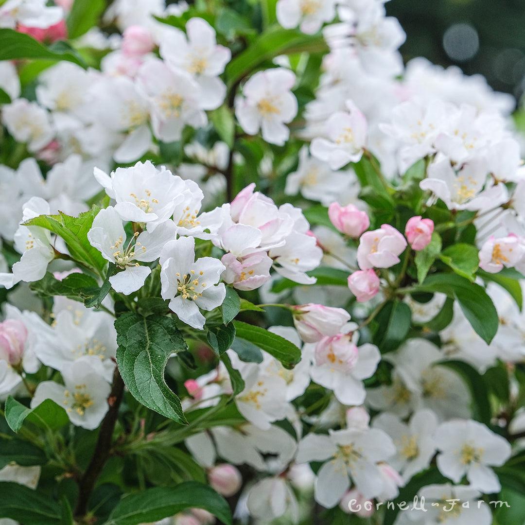 Malus 'sparkling Sprite' - View 21 from www redcrocus com