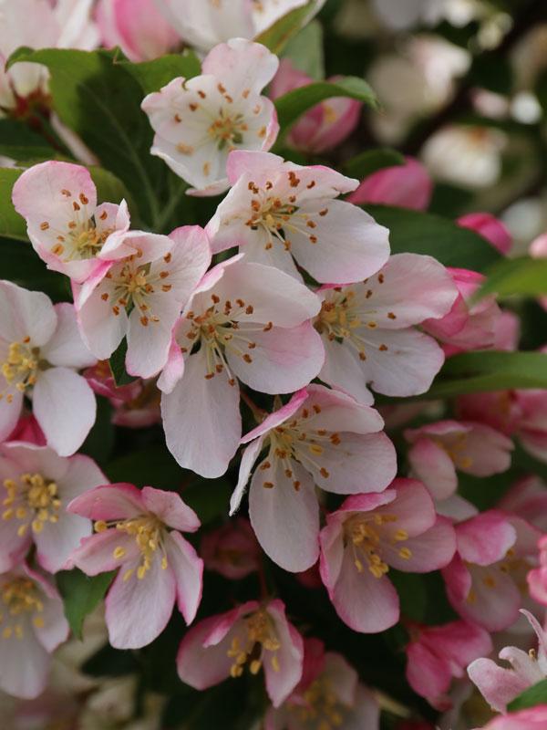 Malus 'sparkling Sprite' - View 22 from www redcrocus com