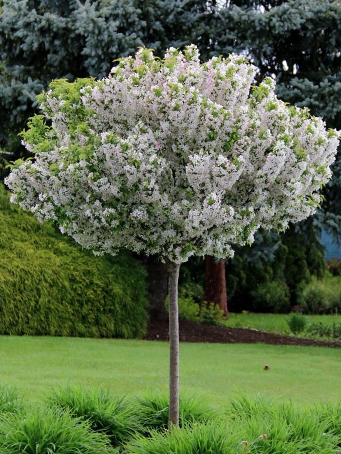 Malus 'sparkling Sprite' - View 27 from www redcrocus com