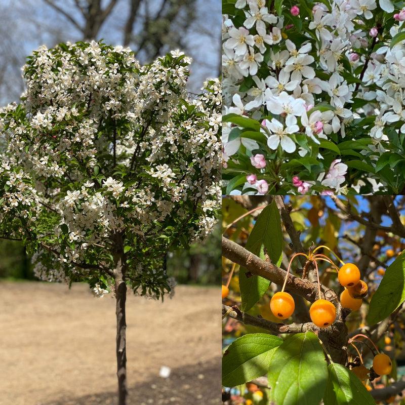 Malus 'sparkling Sprite' - View 29 from www redcrocus com