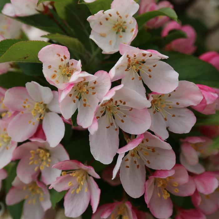 Malus 'sparkling Sprite' - View 30 from www redcrocus com