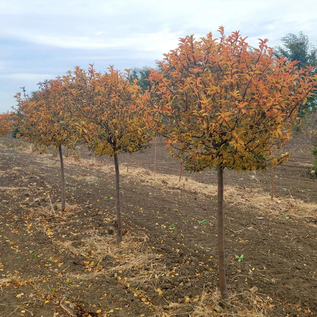 Malus 'sparkling Sprite' - View 32 from www redcrocus com
