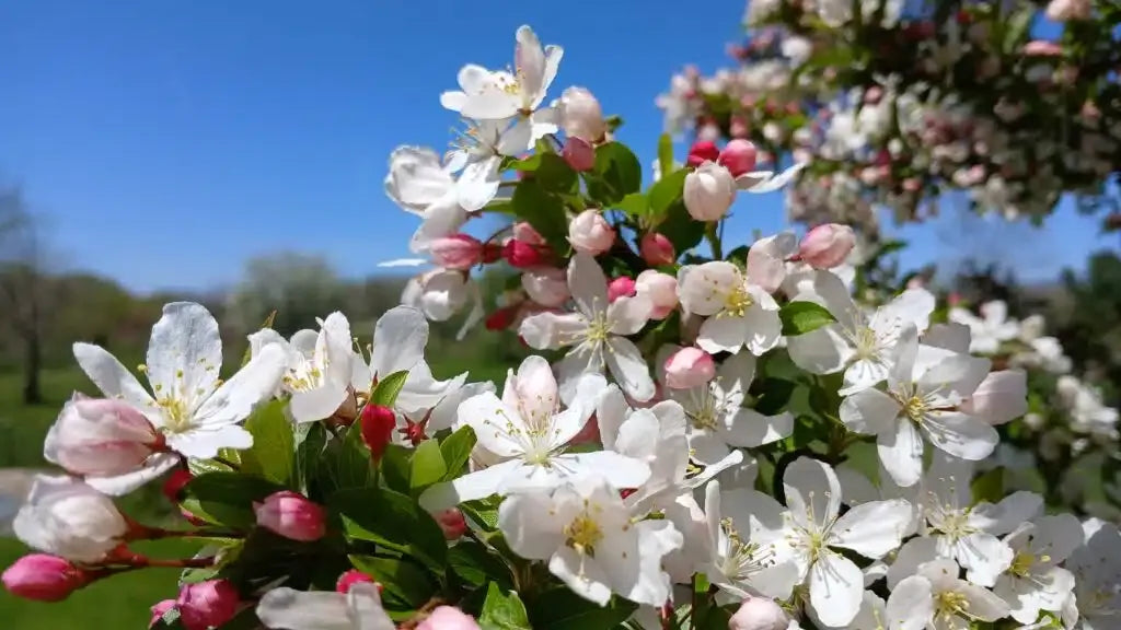 Malus 'sparkling Sprite' - View 33 from www redcrocus com