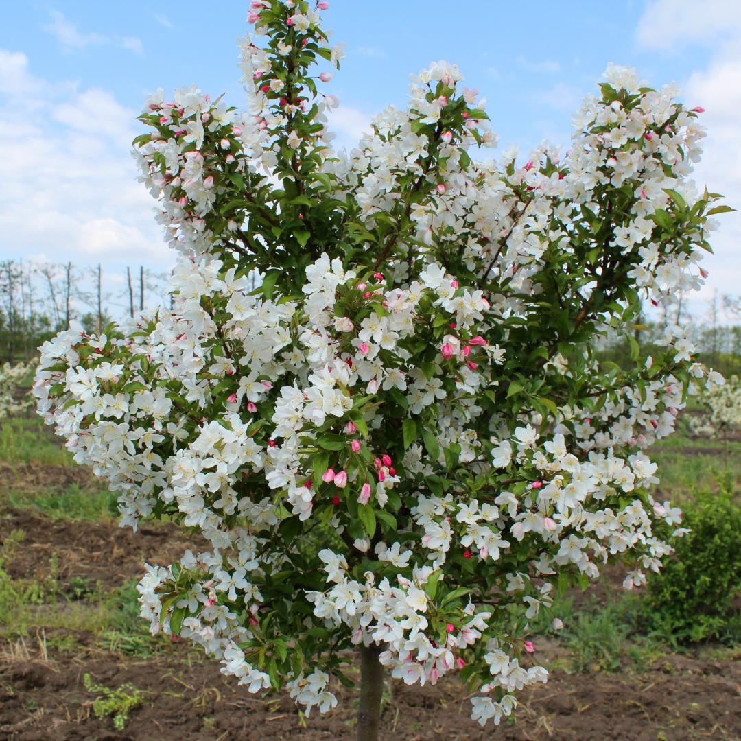 Malus 'sparkling Sprite' - View 4 from www redcrocus com