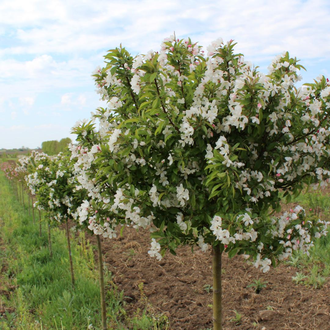Malus 'sparkling Sprite' - View 7 from www redcrocus com