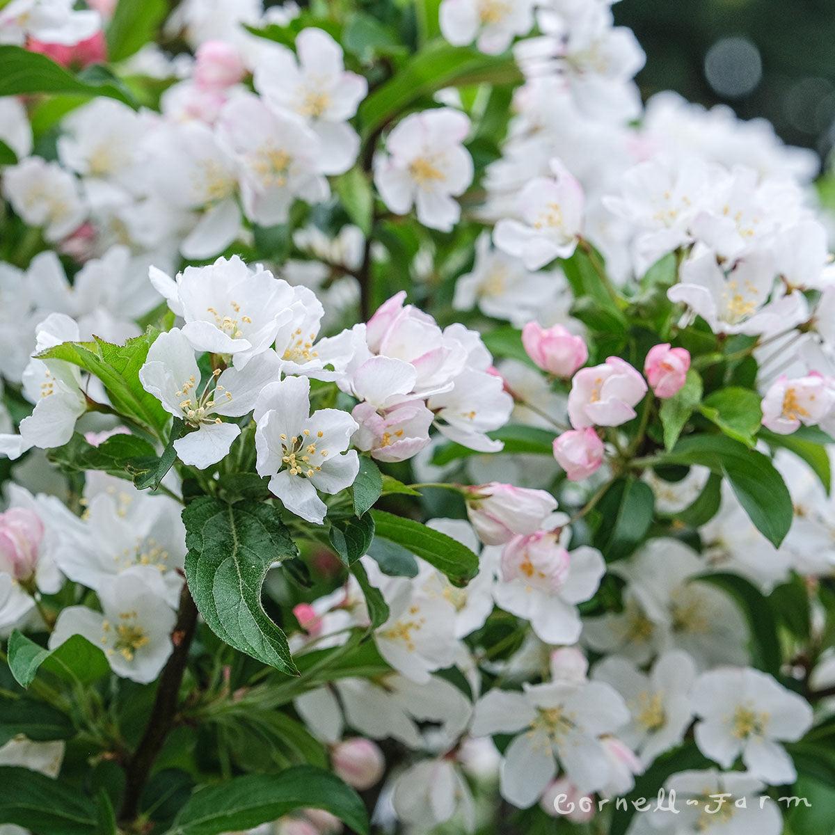 Malus 'sparkling Sprite' - View 8 from www redcrocus com