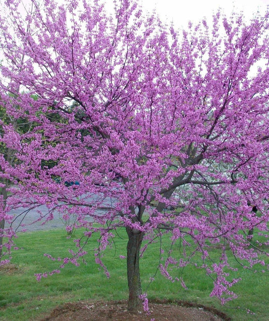 Cercis Canadensis Single Stem - View 11 from www redcrocus com