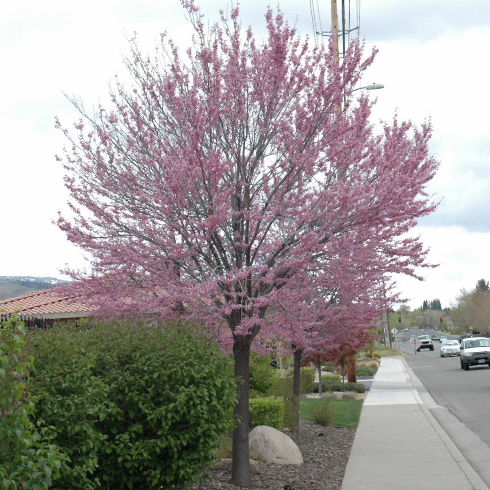 Cercis Canadensis Single Stem - View 12 from www redcrocus com
