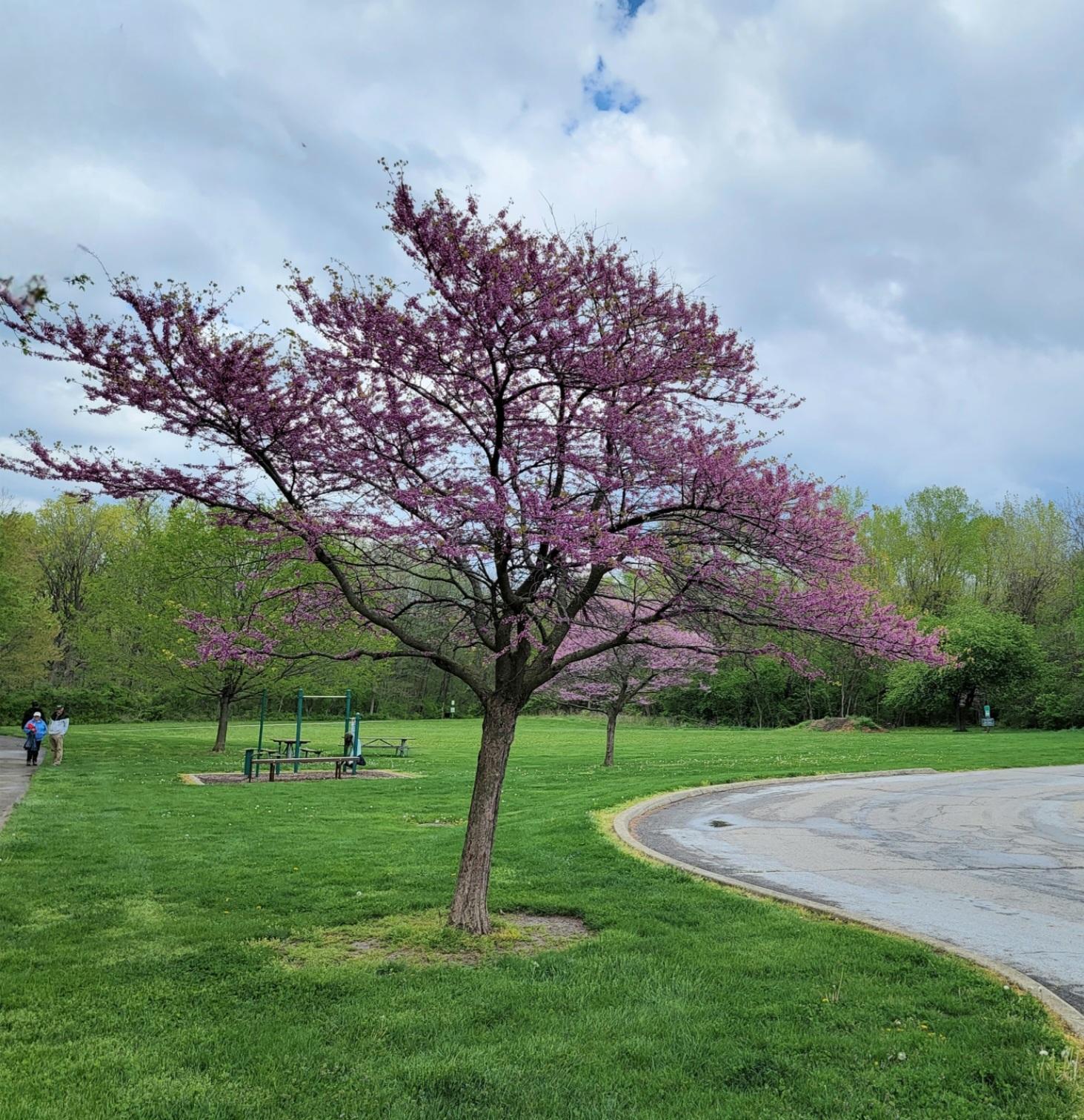 Cercis Canadensis Single Stem - View 14 from www redcrocus com