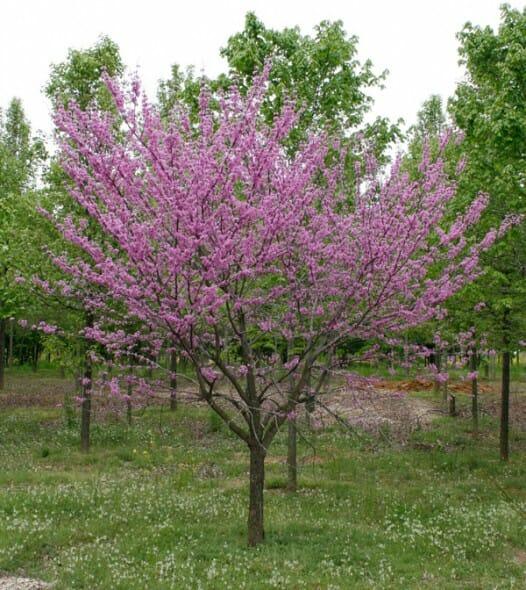 Cercis Canadensis Single Stem - View 1 from www redcrocus com