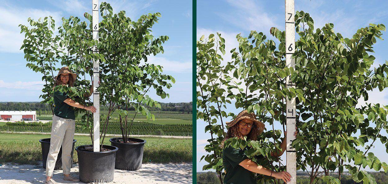 Cercis Canadensis Single Stem - View 22 from www redcrocus com