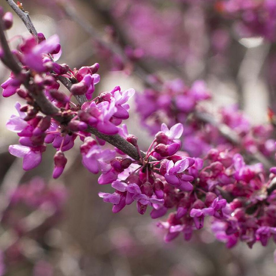 Cercis Canadensis Single Stem - View 24 from www redcrocus com