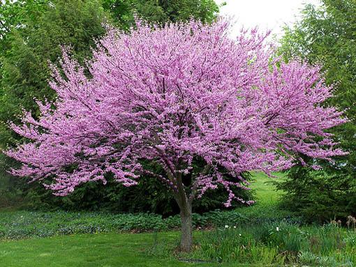 Cercis Canadensis Single Stem - View 30 from www redcrocus com