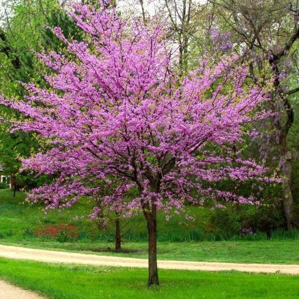 Cercis Canadensis Single Stem - View 3 from www redcrocus com