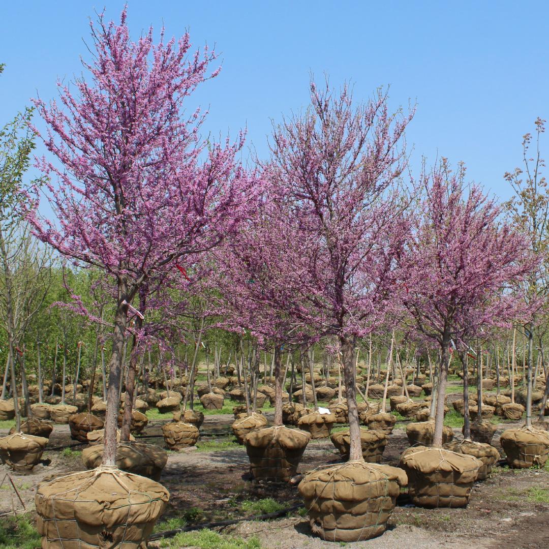 Cercis Canadensis Single Stem - View 5 from www redcrocus com