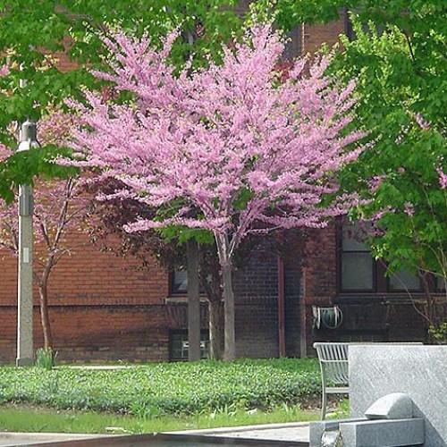 Cercis Canadensis Single Stem - View 6 from www redcrocus com