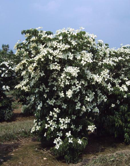Cornus Kousa Multi Stem - View 10 from www redcrocus com