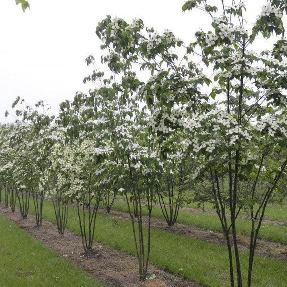 Cornus Kousa Multi Stem - View 12 from www redcrocus com