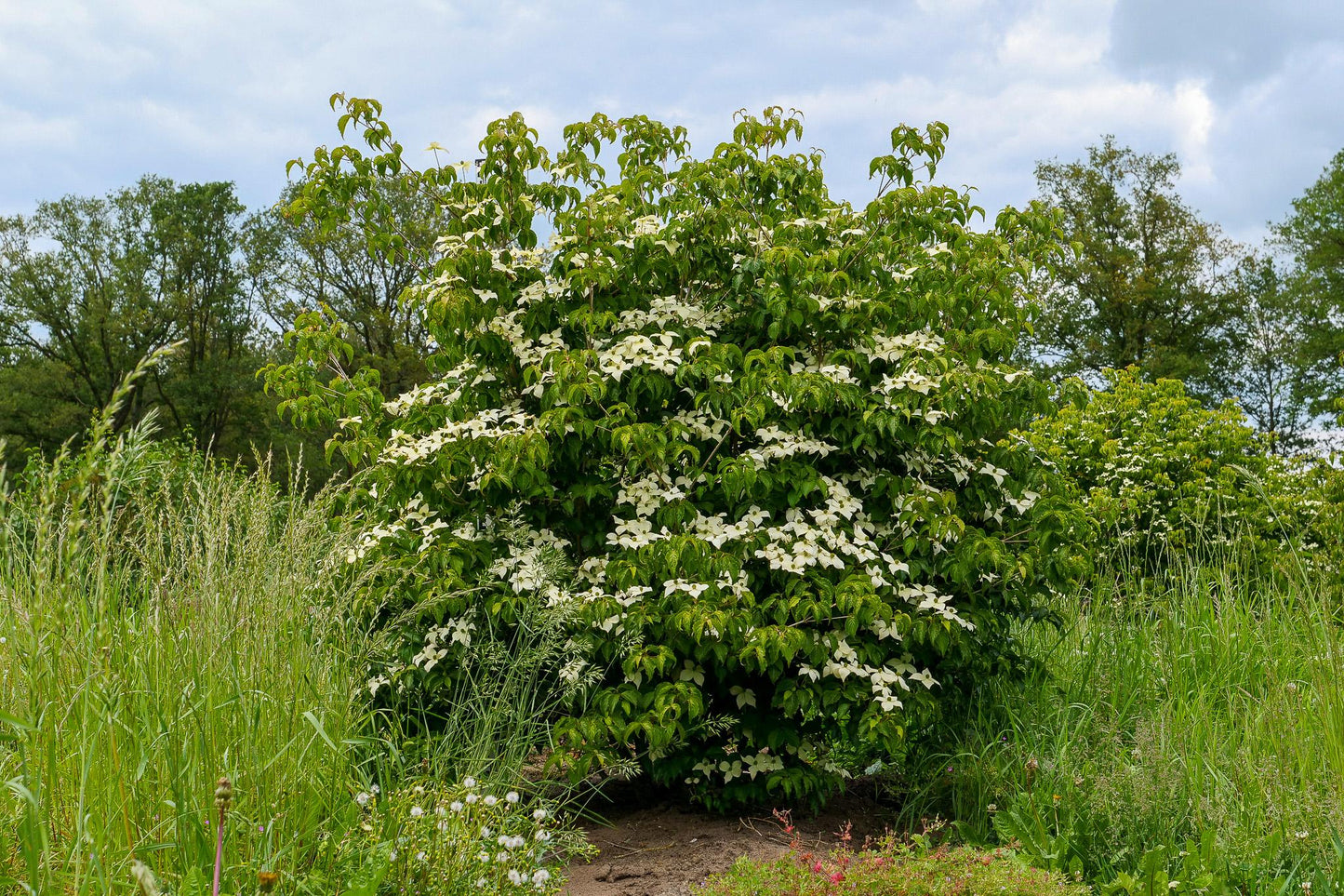 Cornus Kousa Multi Stem - View 13 from www redcrocus com