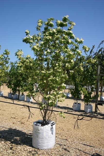 Cornus Kousa Multi Stem - View 20 from www redcrocus com