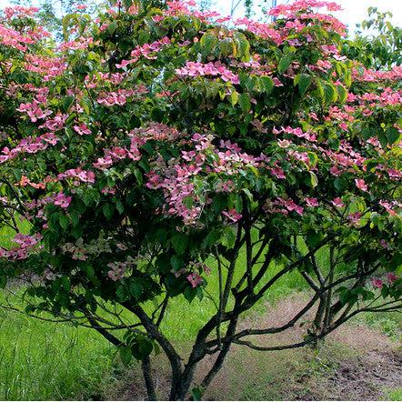 Cornus Kousa Multi Stem - View 21 from www redcrocus com